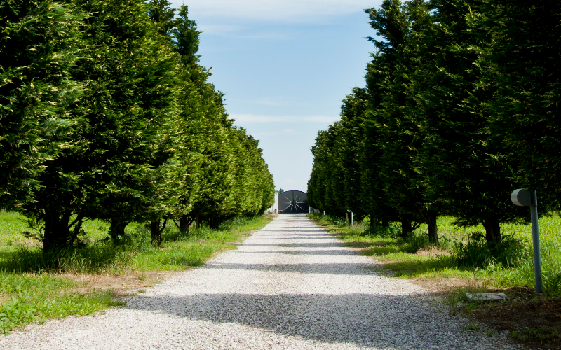 System.Collections.Generic.List`1[BluePillow.Application.SearchEngine.Dto.PhotoDto]?.ElementAt(3)?.Caption