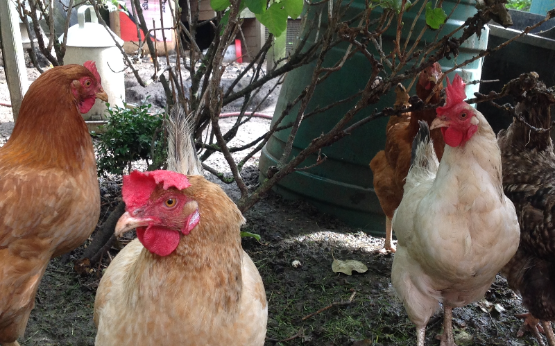 System.Collections.Generic.List`1[BluePillow.Application.SearchEngine.Dto.PhotoDto]?.ElementAt(3)?.Caption