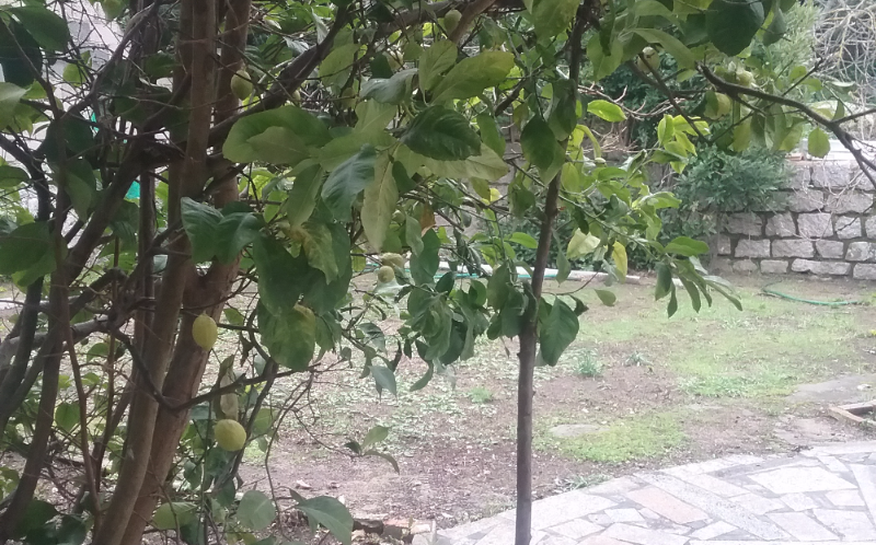 System.Collections.Generic.List`1[BluePillow.Application.SearchEngine.Dto.PhotoDto]?.ElementAt(0)?.Caption