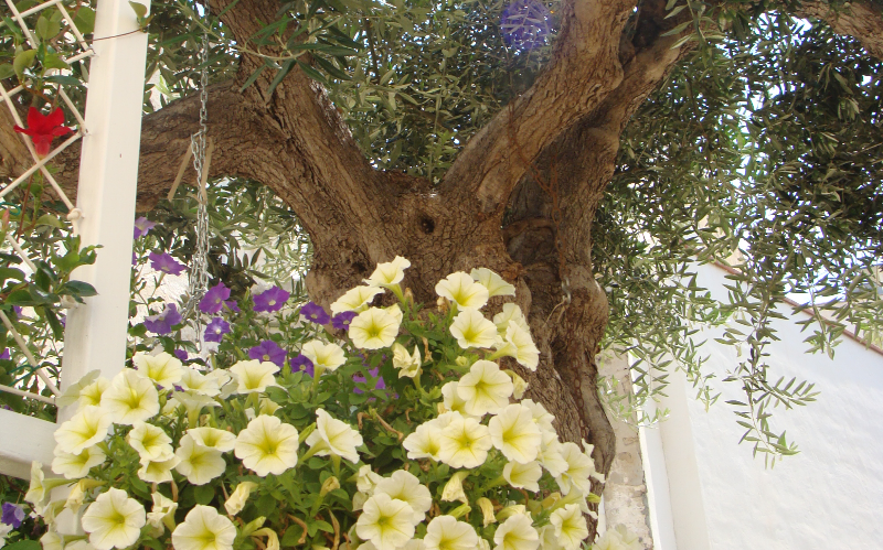 System.Collections.Generic.List`1[BluePillow.Application.SearchEngine.Dto.PhotoDto]?.ElementAt(1)?.Caption