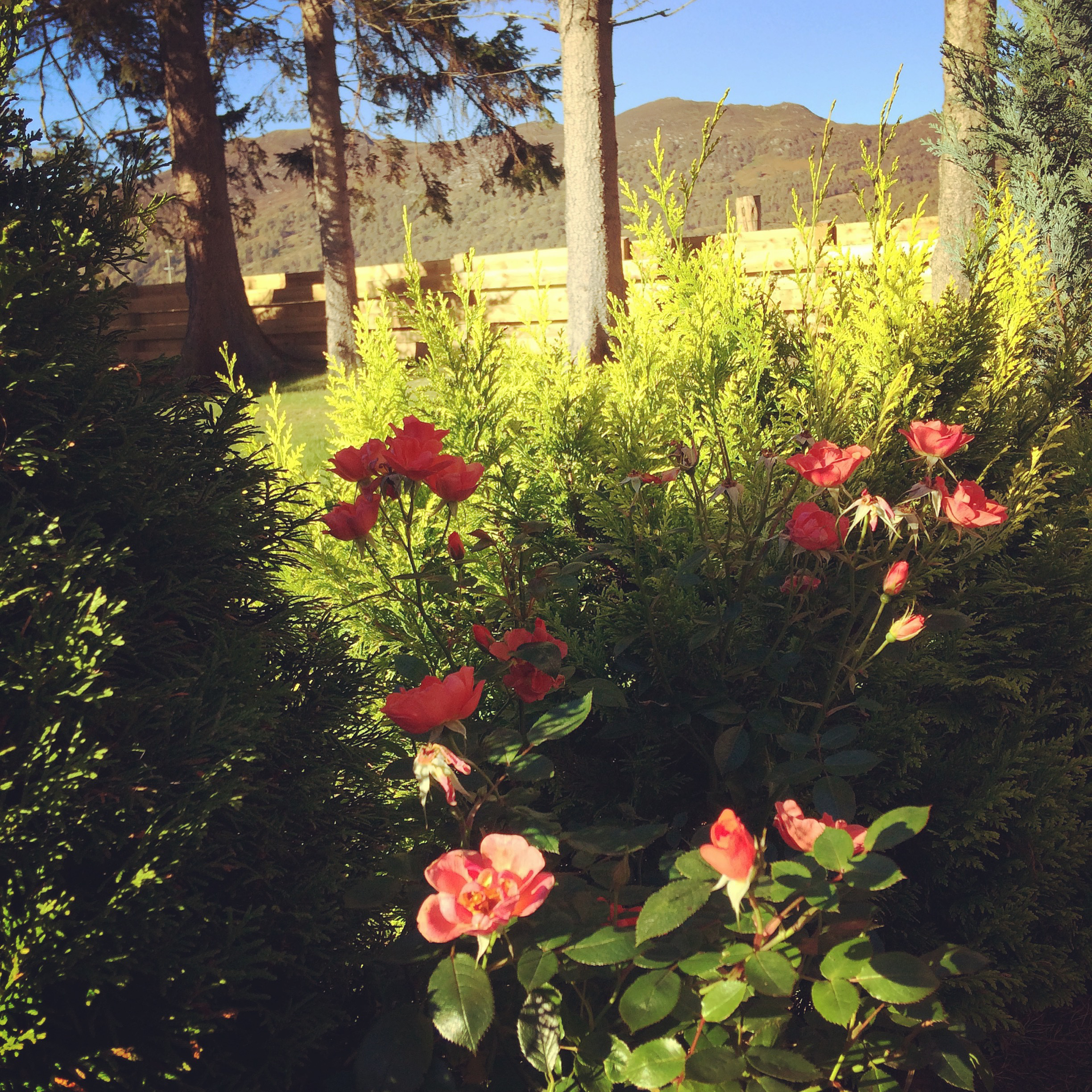 System.Collections.Generic.List`1[BluePillow.Application.SearchEngine.Dto.PhotoDto]?.ElementAt(2)?.Caption