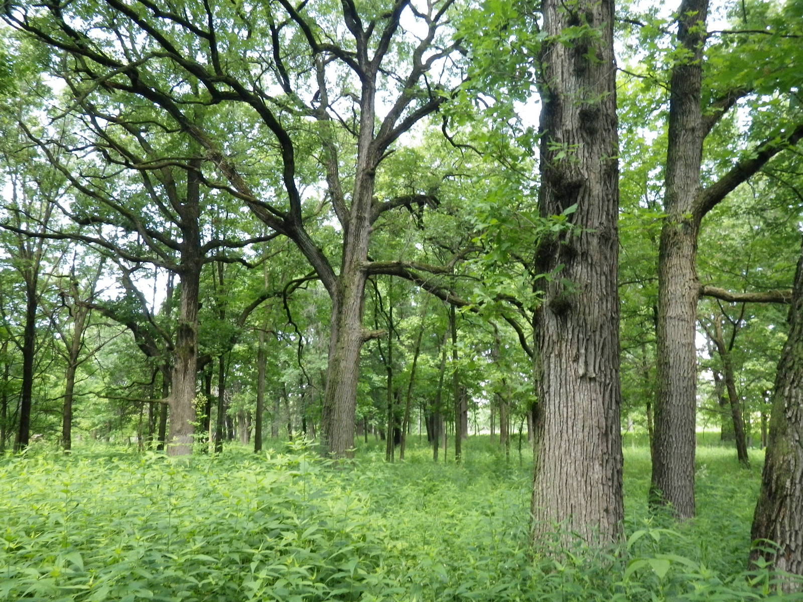 Ferieboliger Woodland Hills