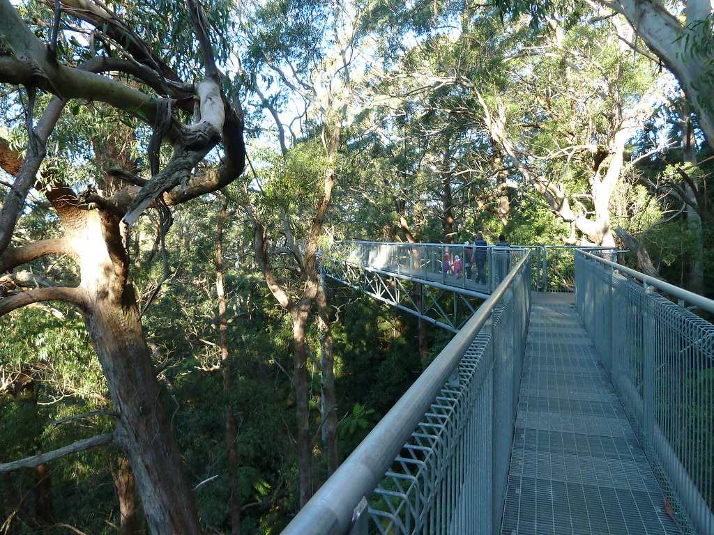 Holiday rentals Illawarra Fly Treetop Walk