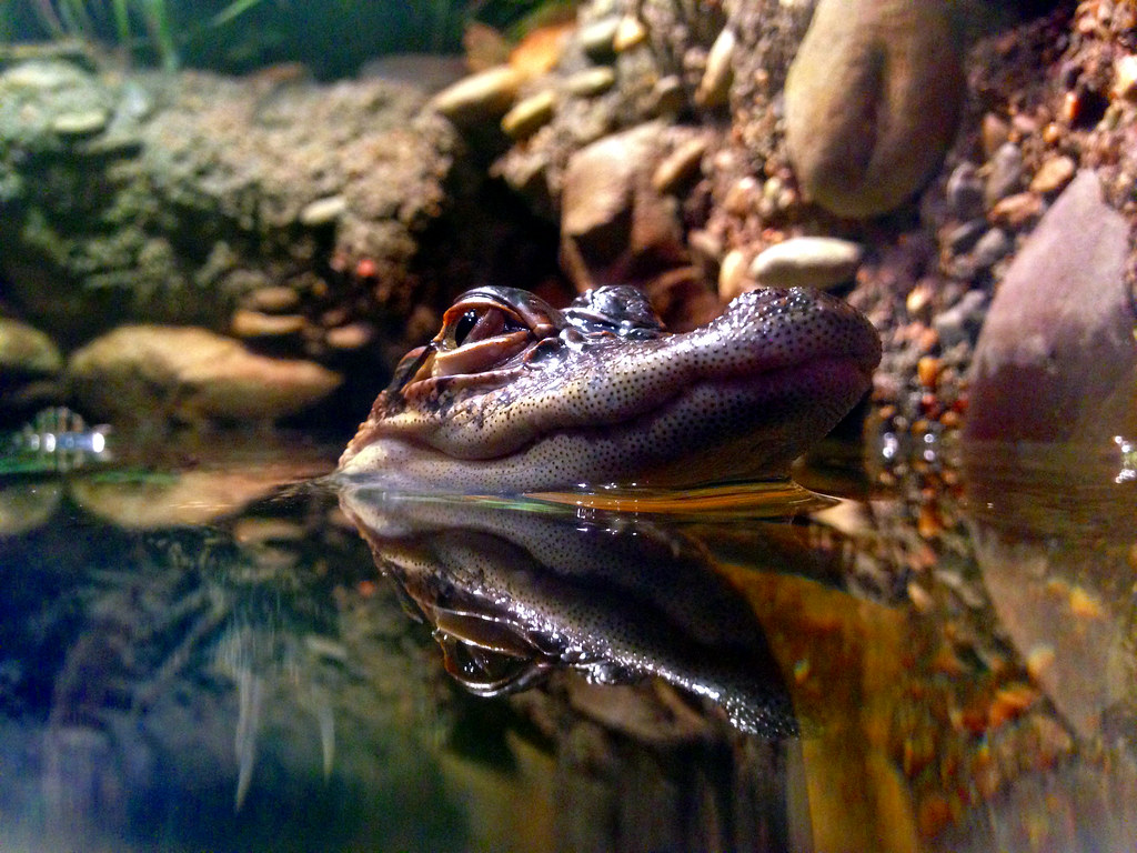 Holiday rentals Australian Reptile Park