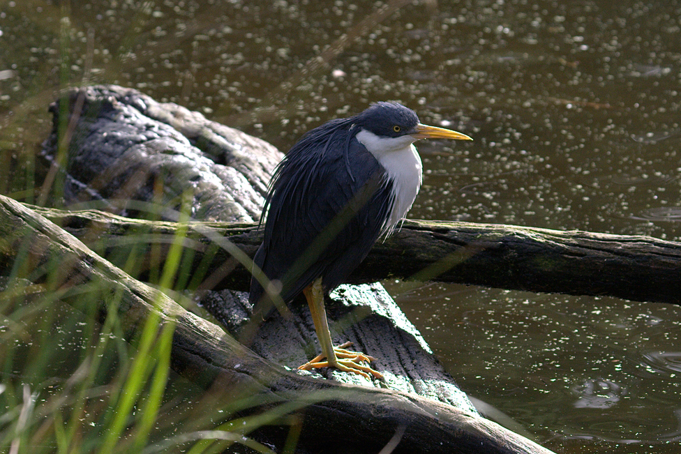Holiday rentals Port Douglas