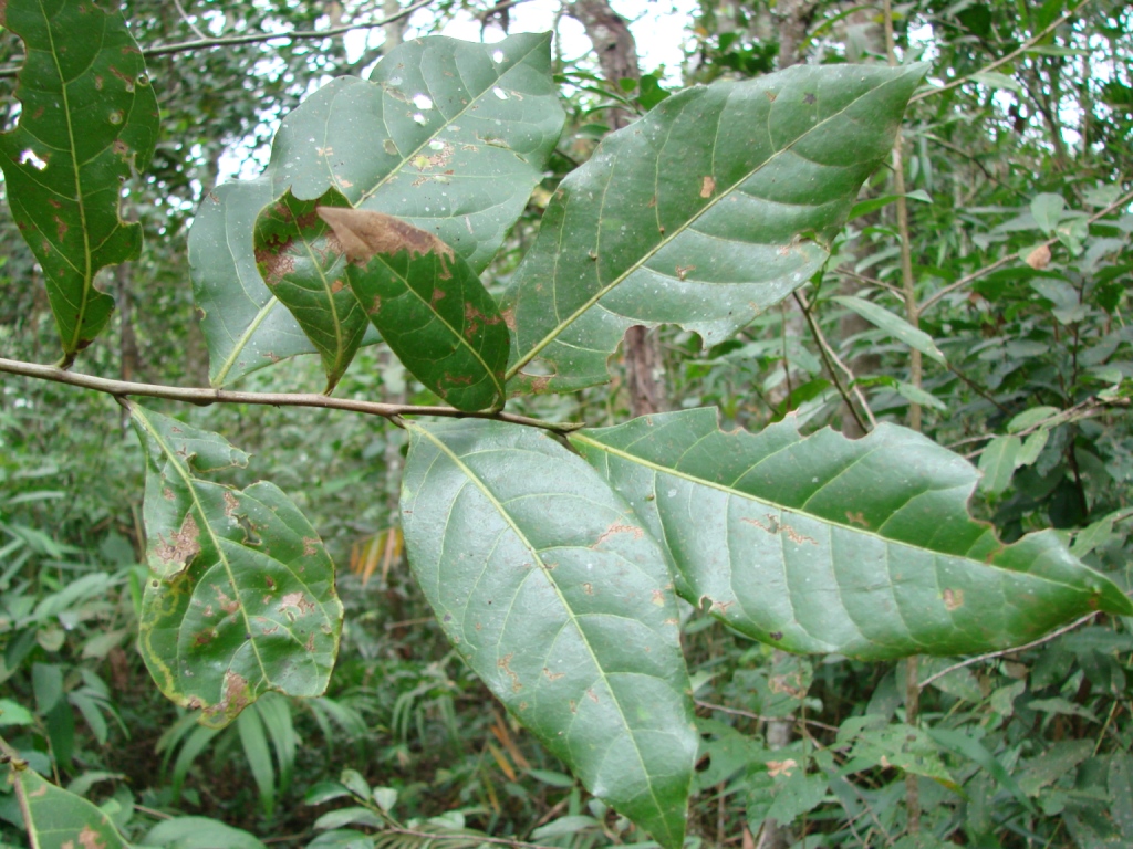 Casas de Férias Parque Nacional Chapada dos Veadeiros