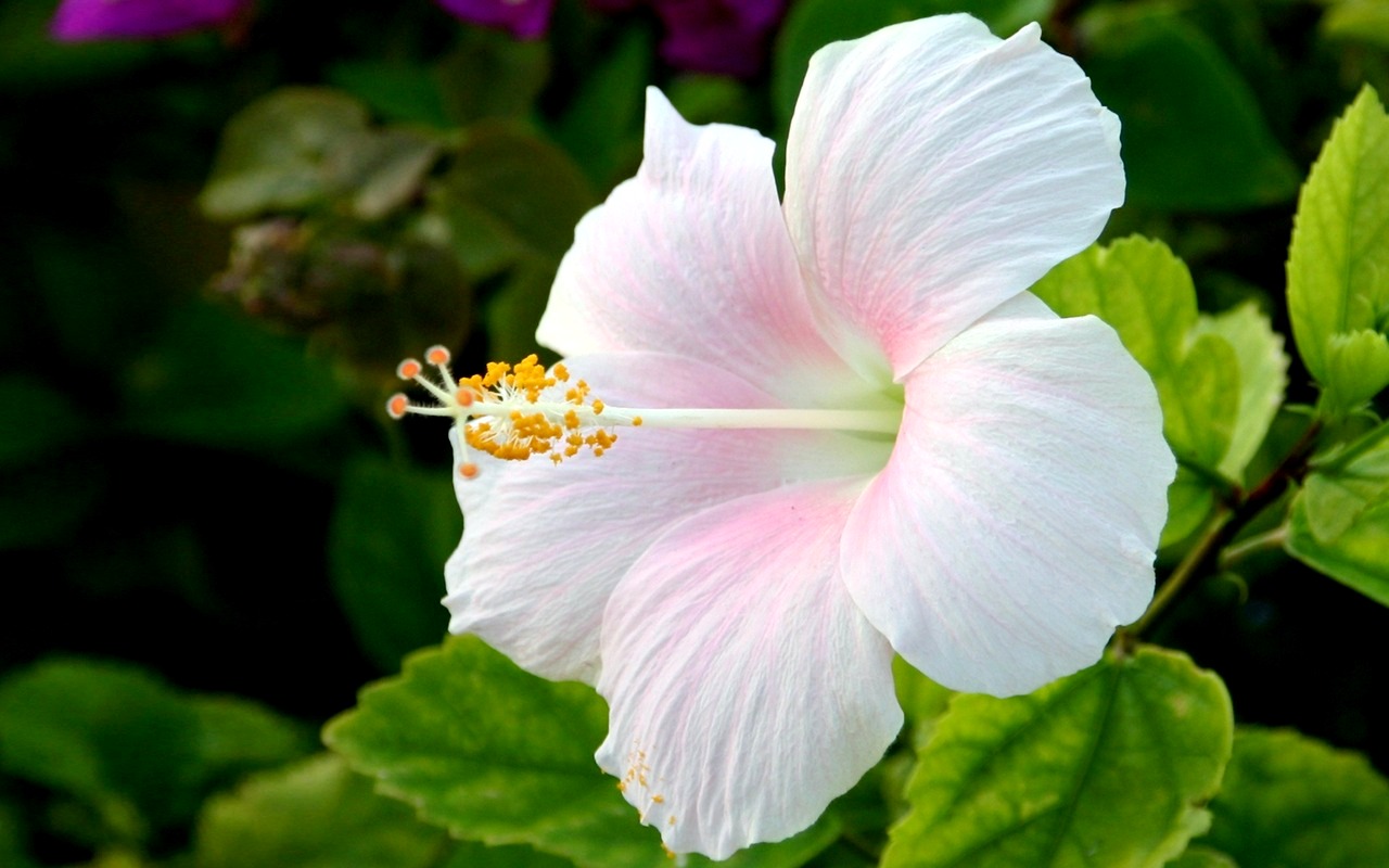 Casas de Férias Itu