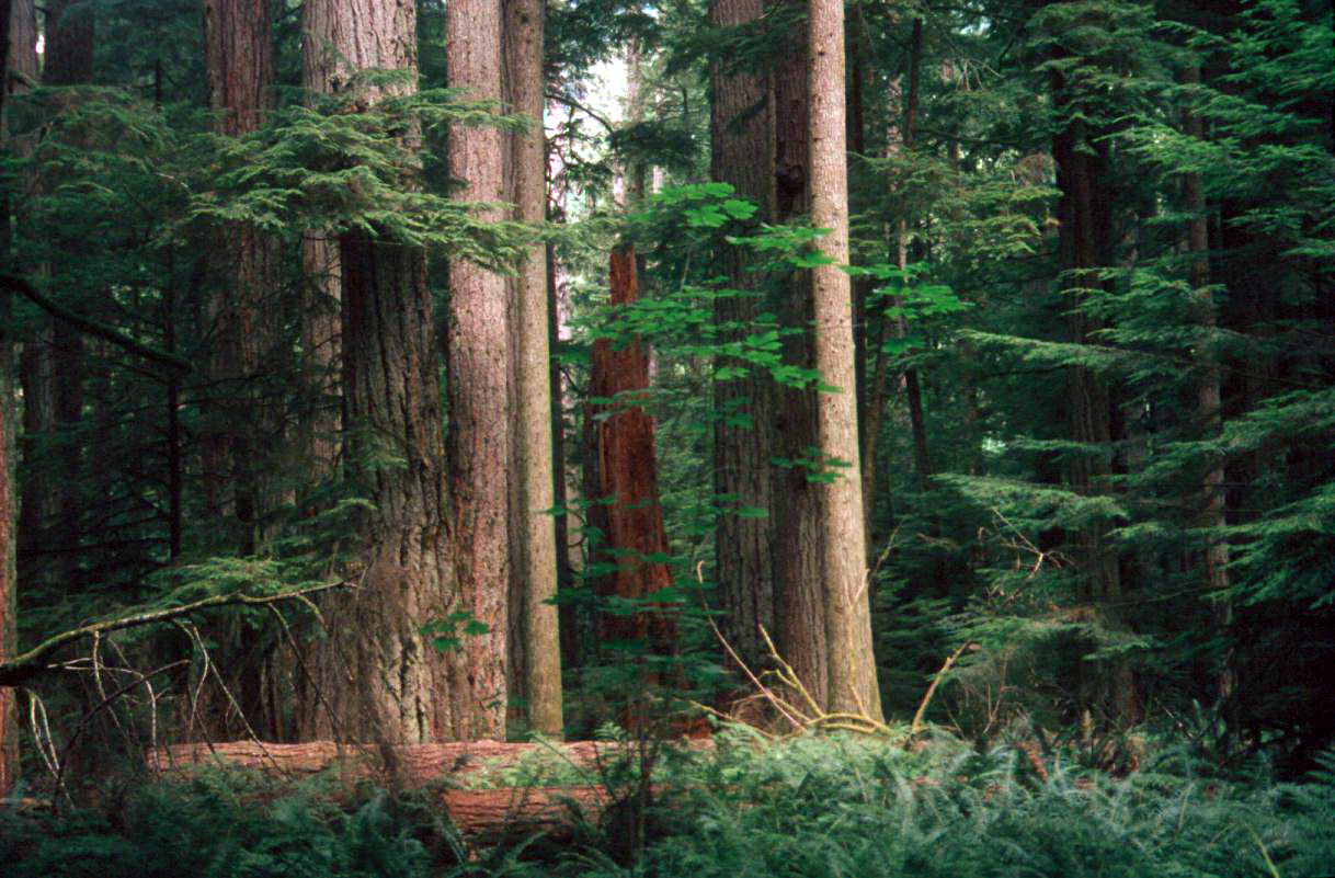 Holiday rentals Forest Grove