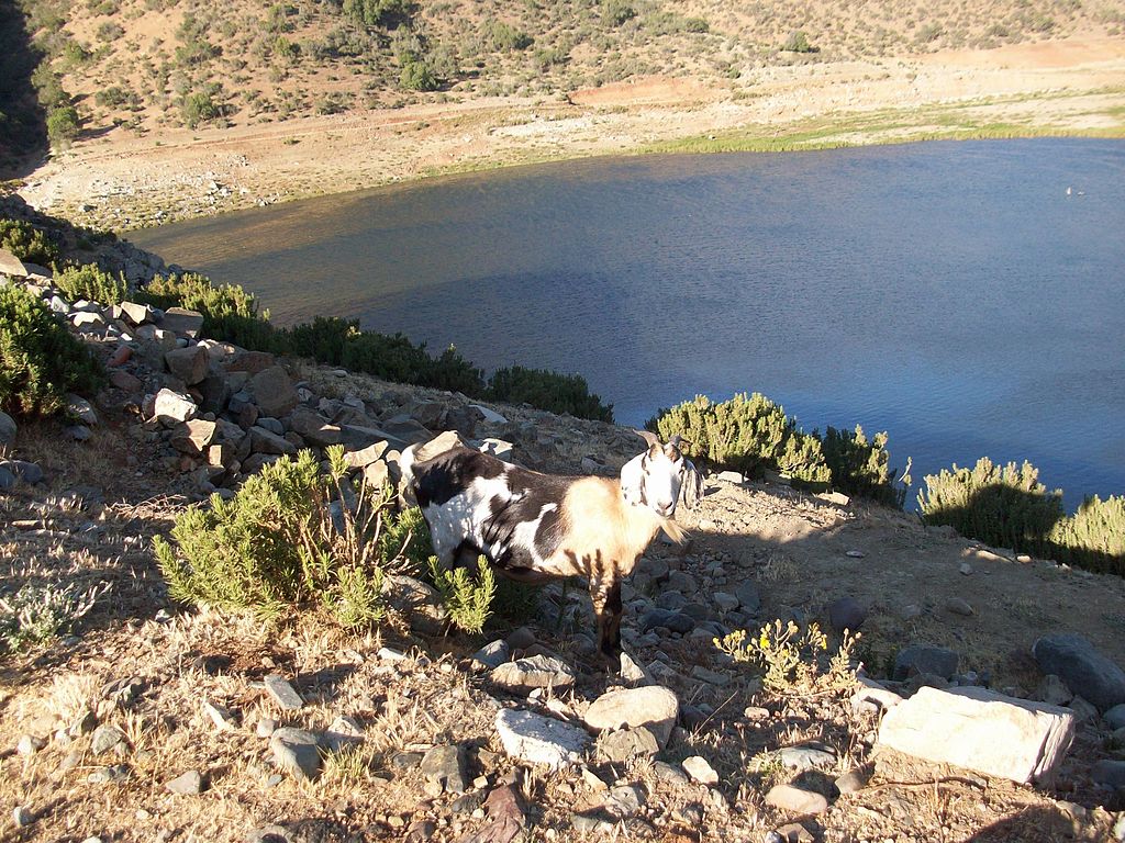 Ferienwohnungen Pichidangui
