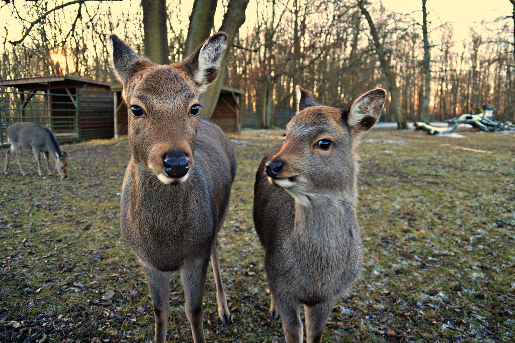 Case Vacanze Nordstrand