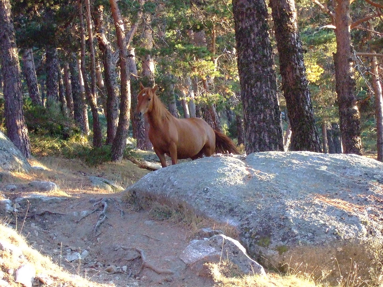 Hotels in Navacerrada