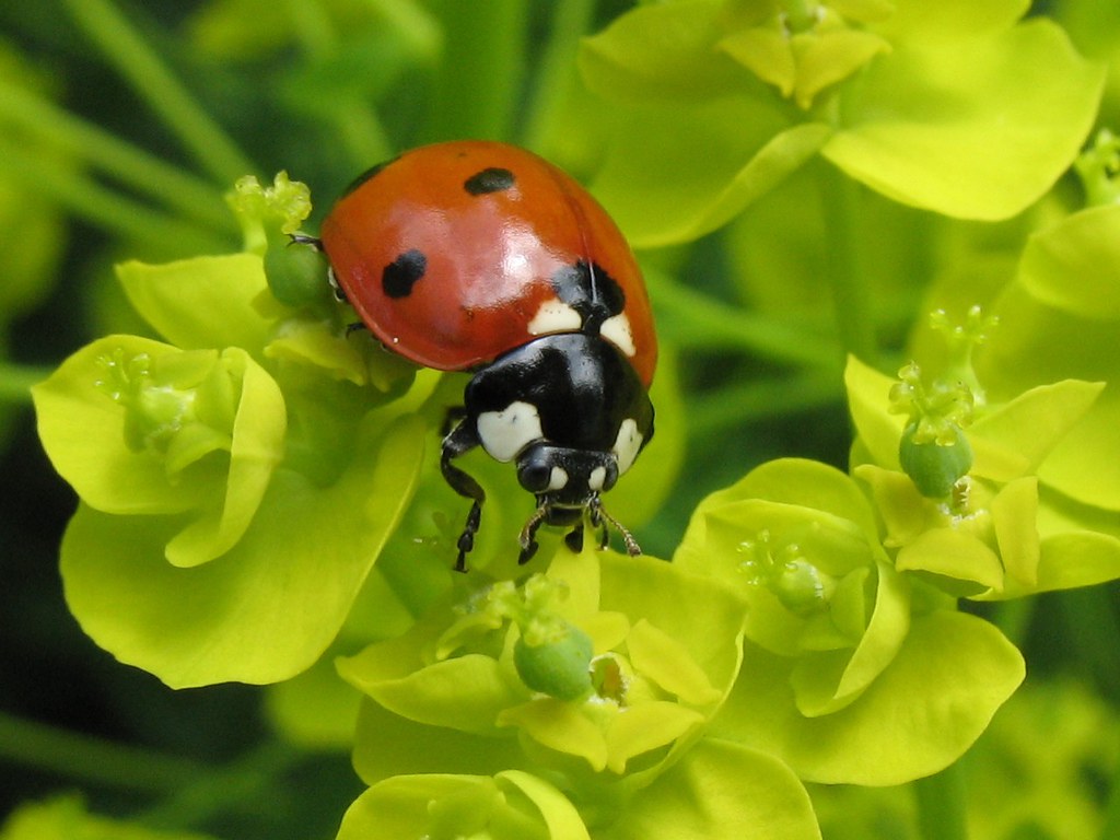 Hotel a La Coccinelle