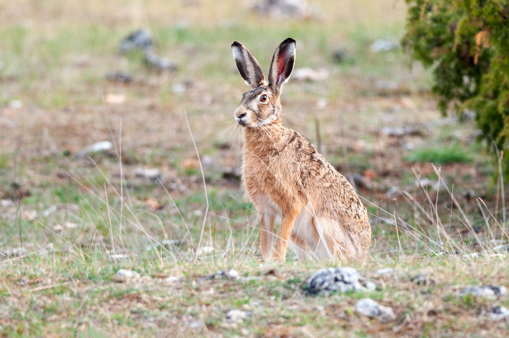 Holiday rentals Lievre