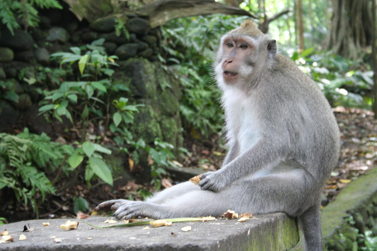 Case Vacanze Monkey Forest