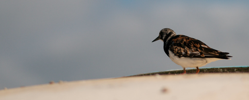 Case Vacanze Piou Piou