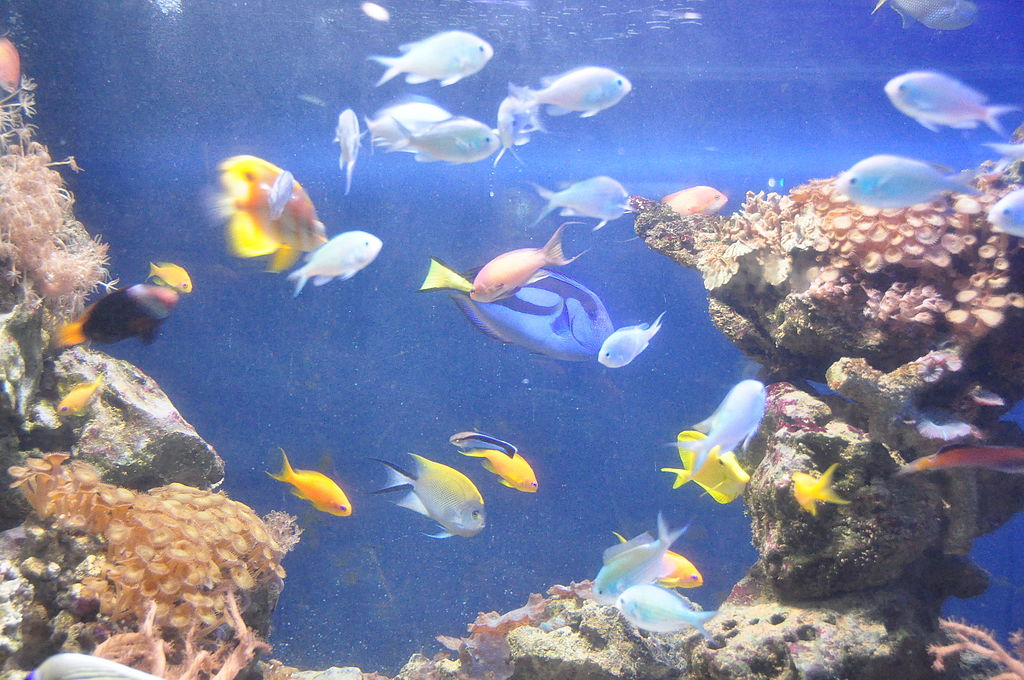 Holiday rentals Newquay Blue Reef Aquarium