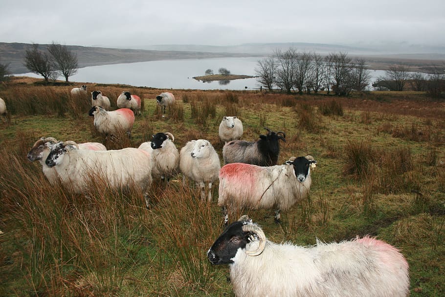 Holiday rentals Portsalon