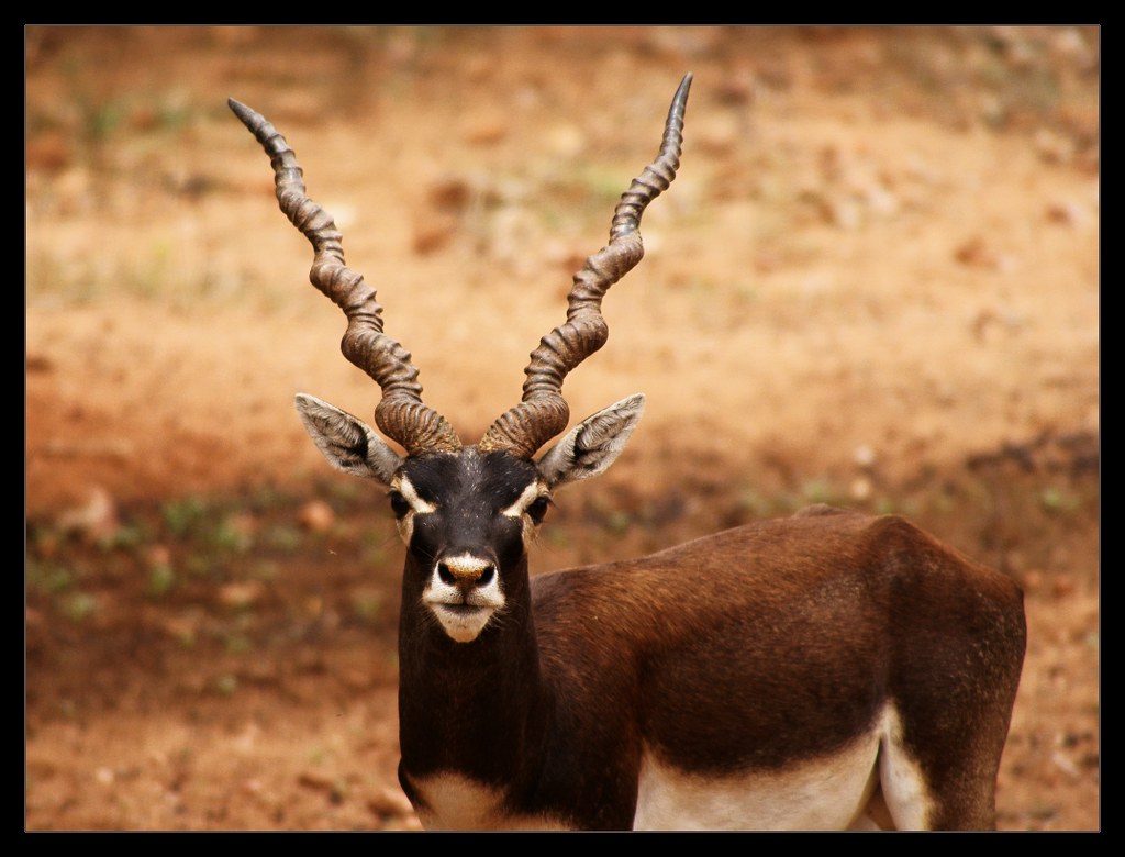 Hotel a Mahavir Harina Vanasthali National Park
