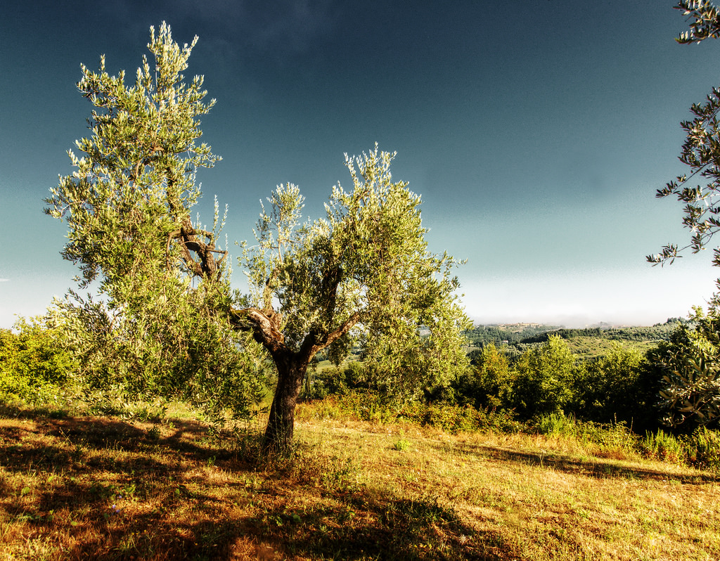 Case Vacanze Calzaiolo