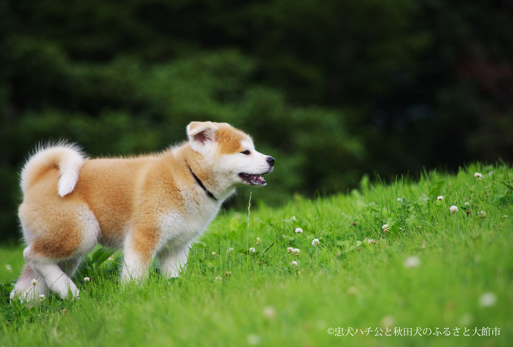 Holiday rentals Akita