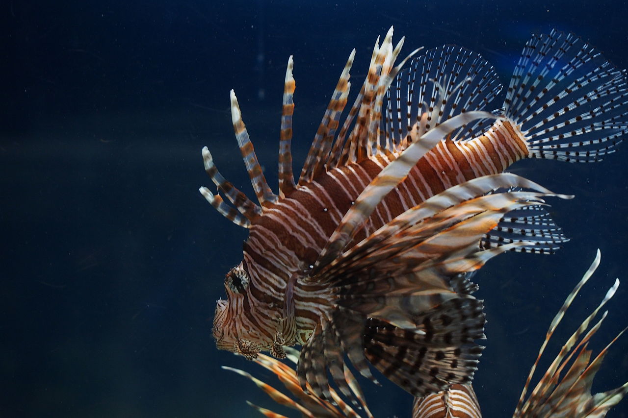 Case Vacanze Sunpiazza Aquarium