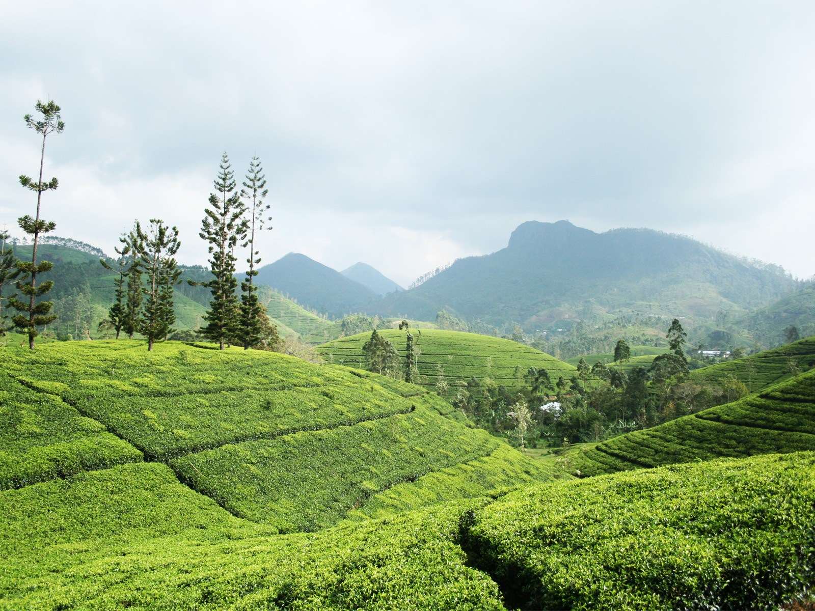 Holiday rentals Nuwara Eliya District