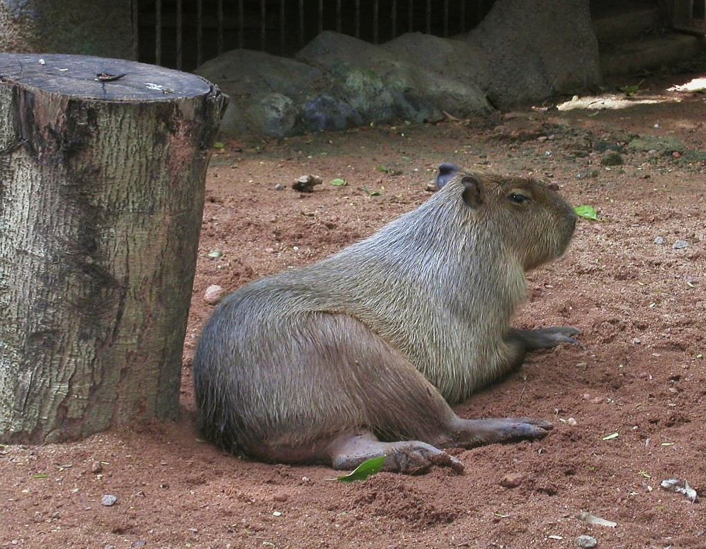 Holiday rentals Dehiwala