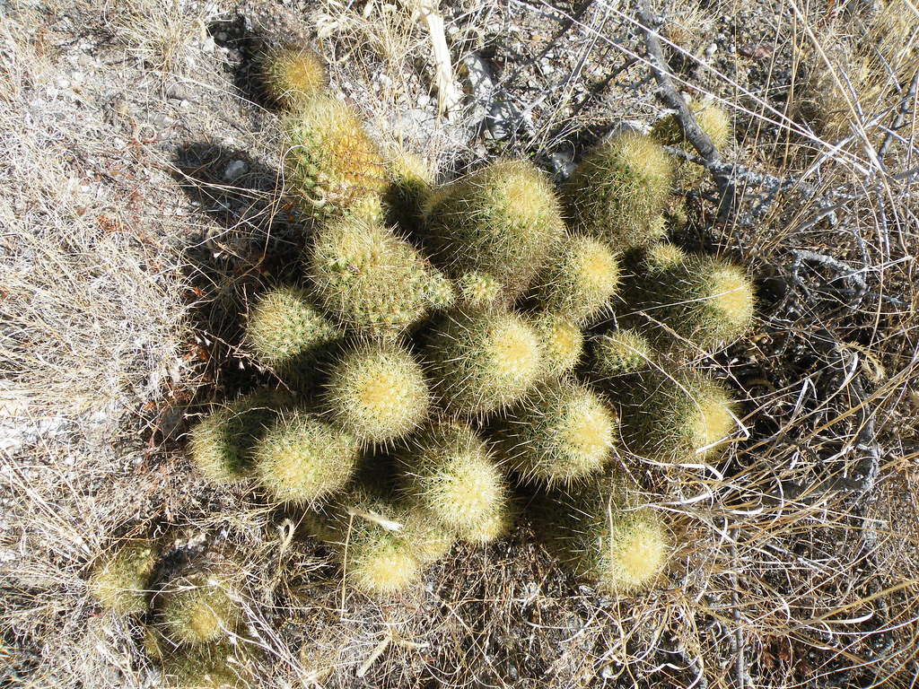 Holiday rentals Mineral de Pozos