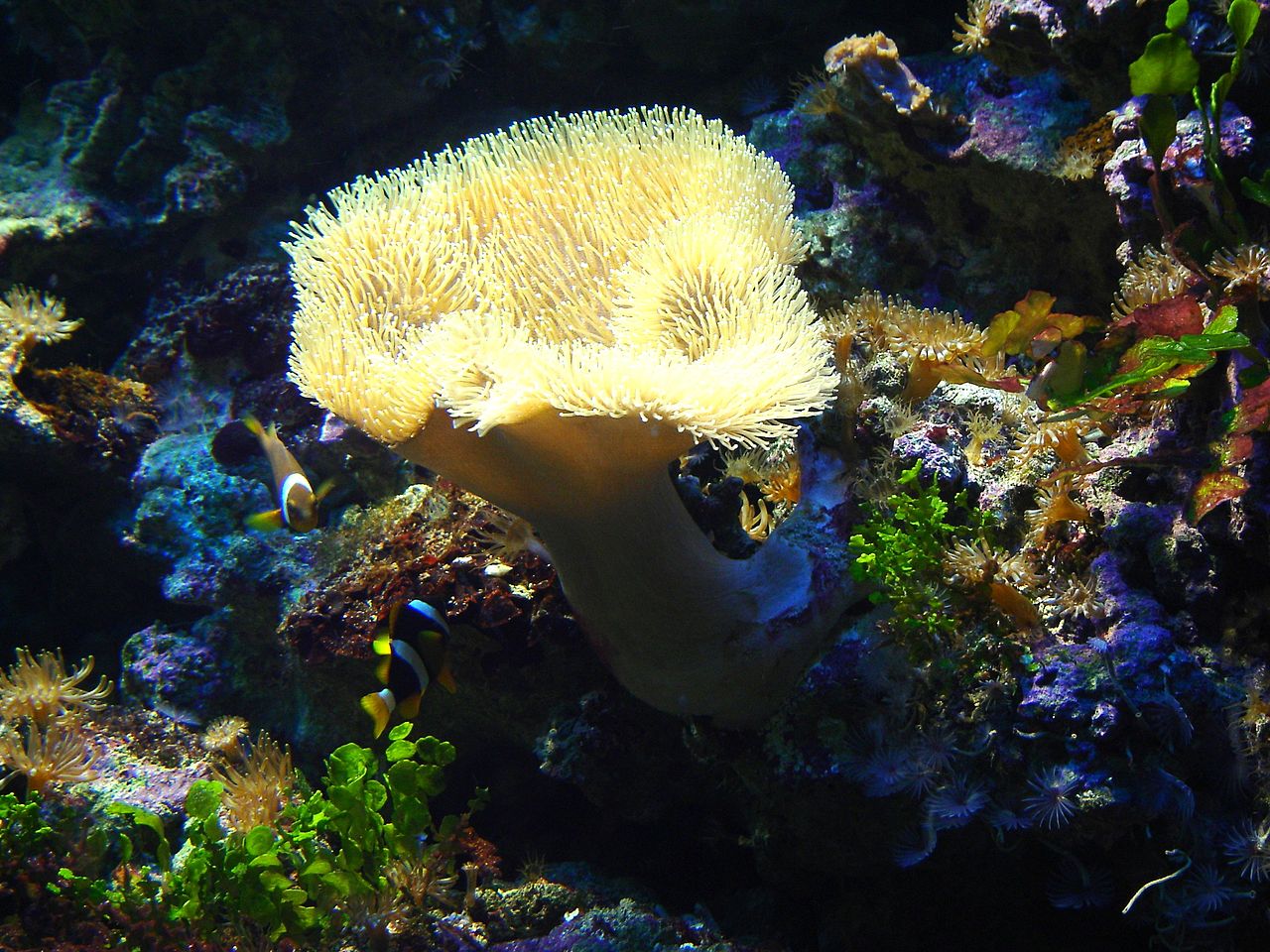 Hotel a Aquarium Gdynia