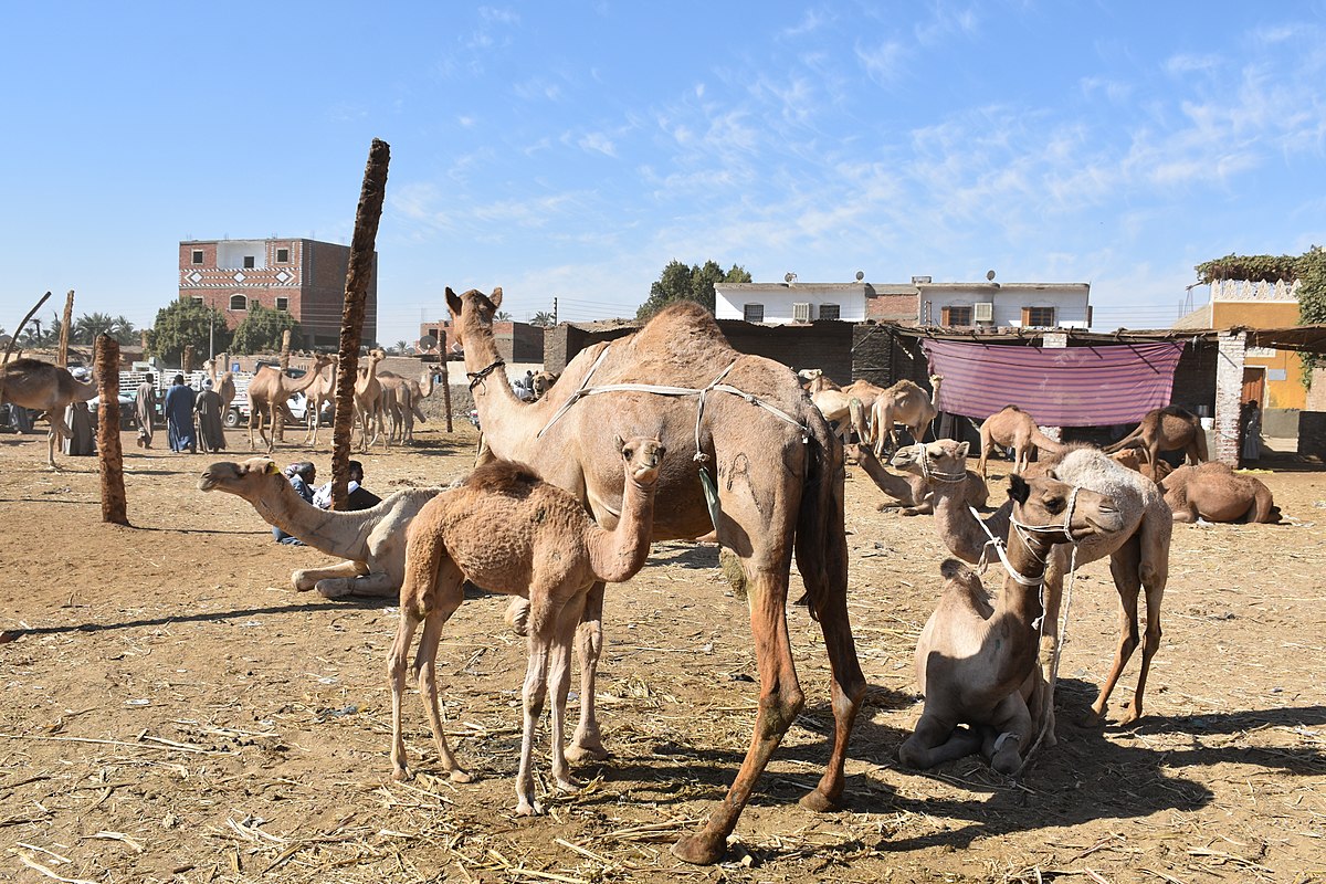 Case Vacanze Camel Market
