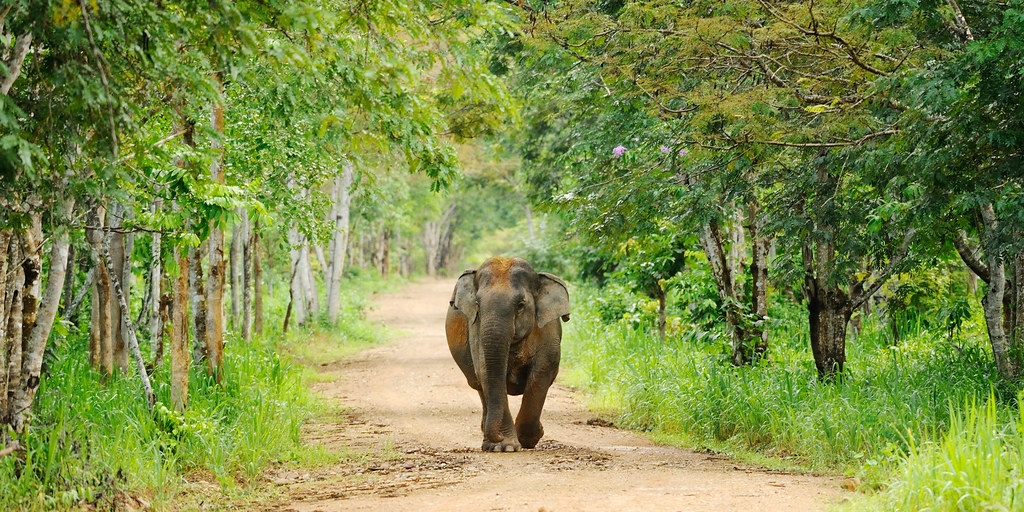 Holiday rentals Kuiburi National Park