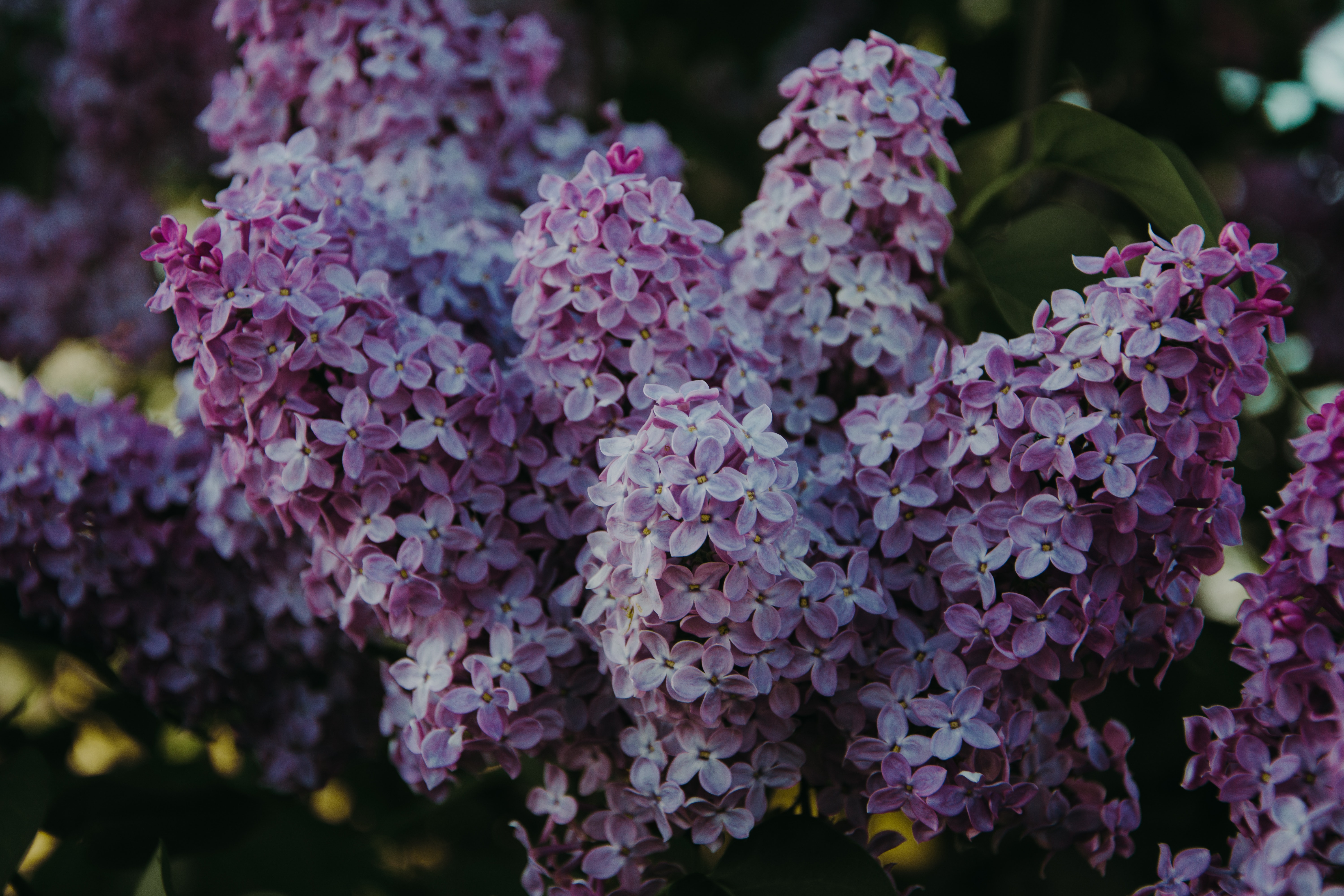 Case Vacanze Lilac