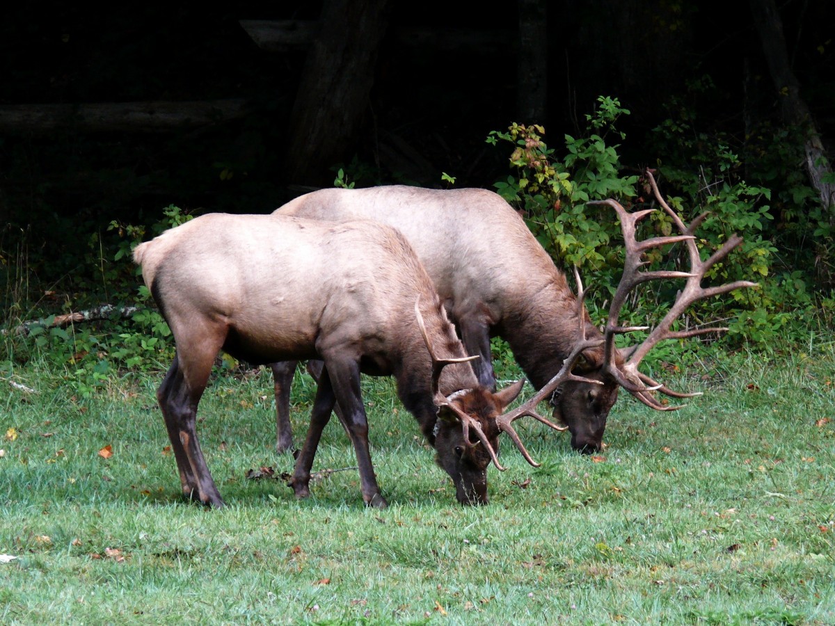 Case Vacanze Elk Grove