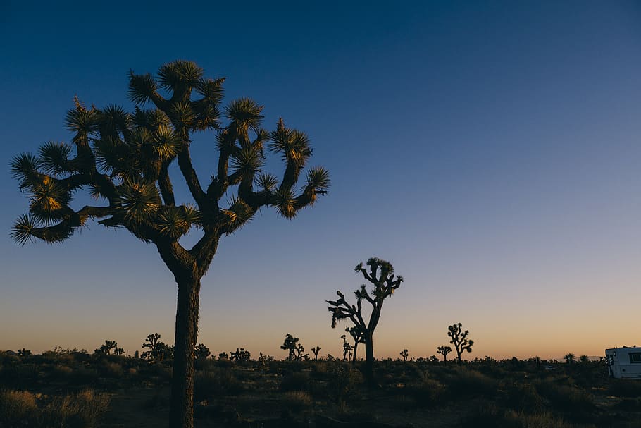 Case Vacanze Yucca Valley