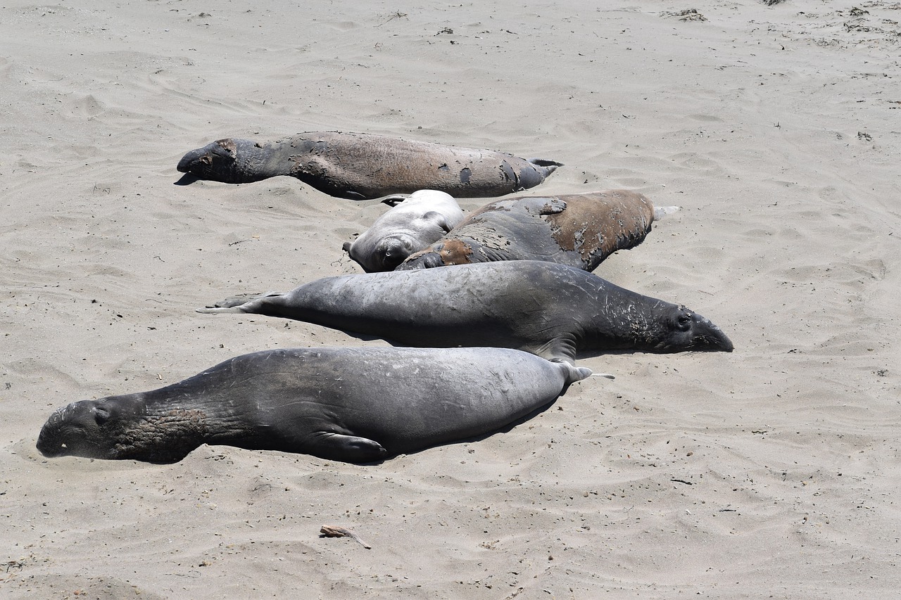 Case Vacanze Seal Beach