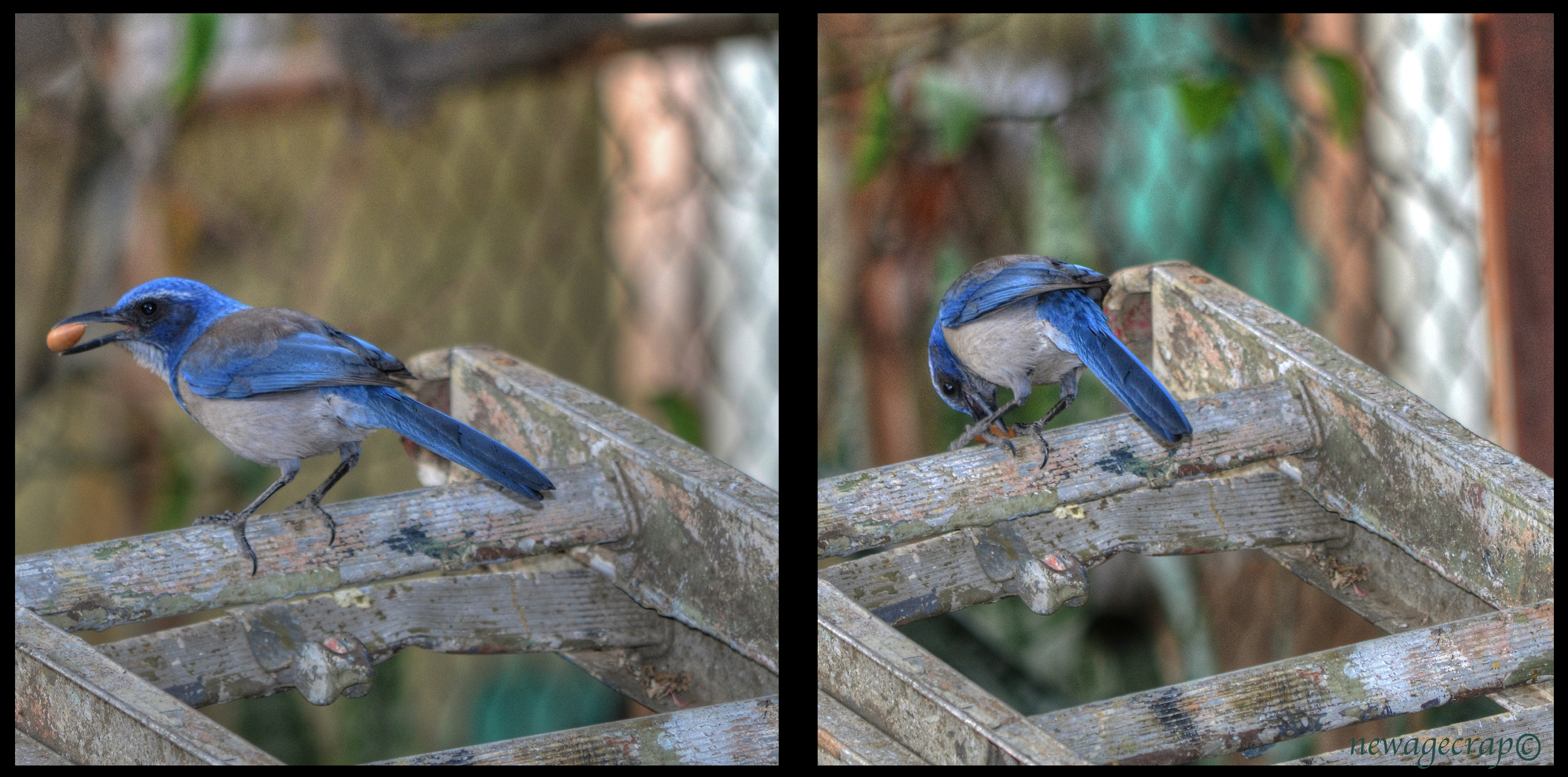 Case Vacanze Blue Jay