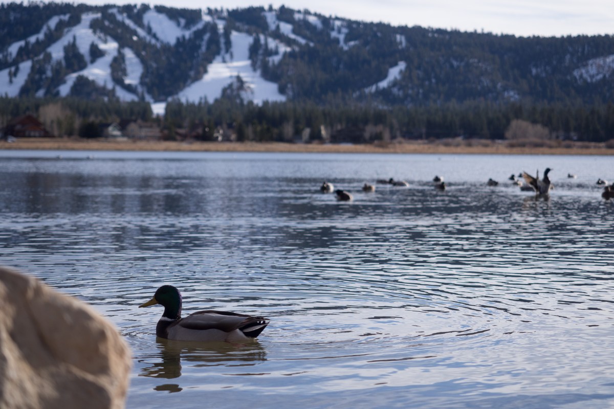 Hotels in Pine Knot Village