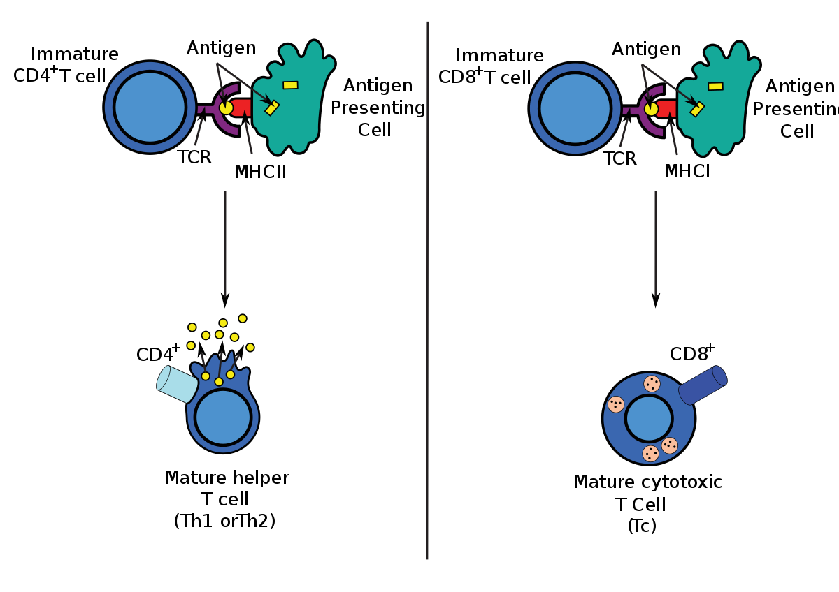 Hotel a TC Express