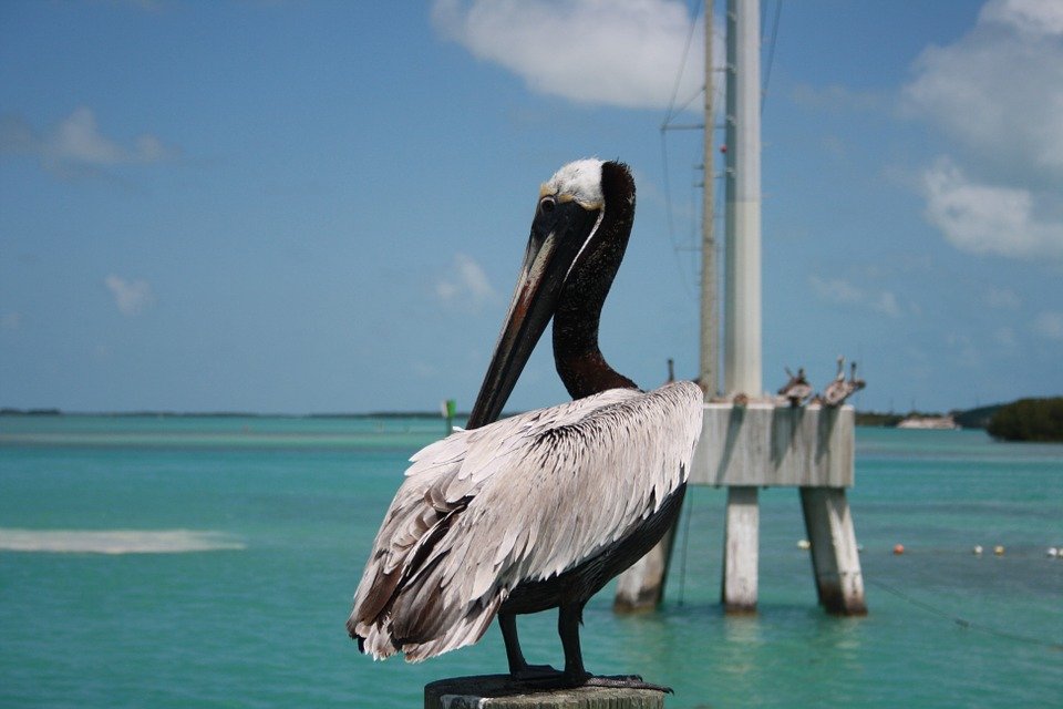 Case Vacanze Pelican Bay