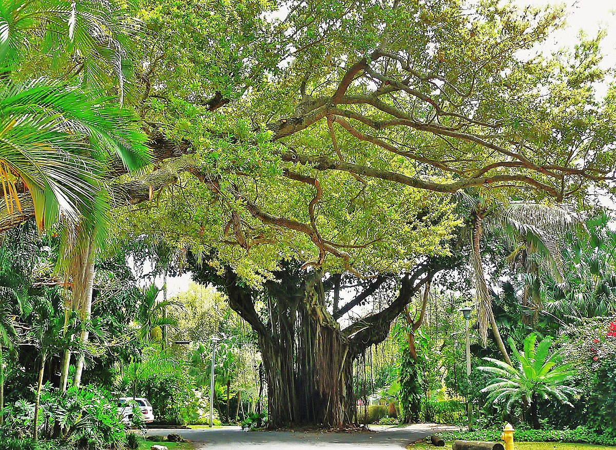 Hotels in Coconut Grove