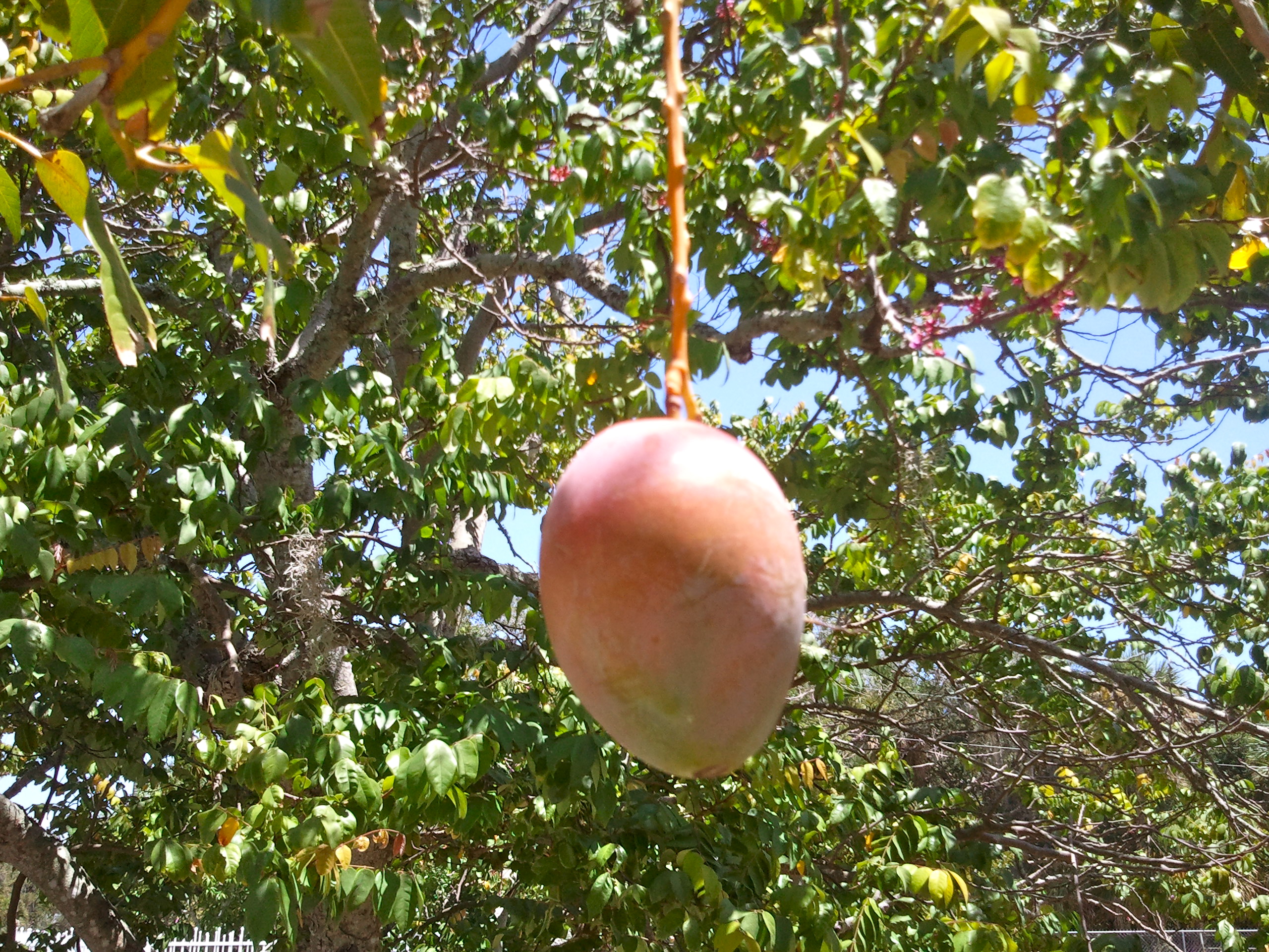 Holiday rentals Mango