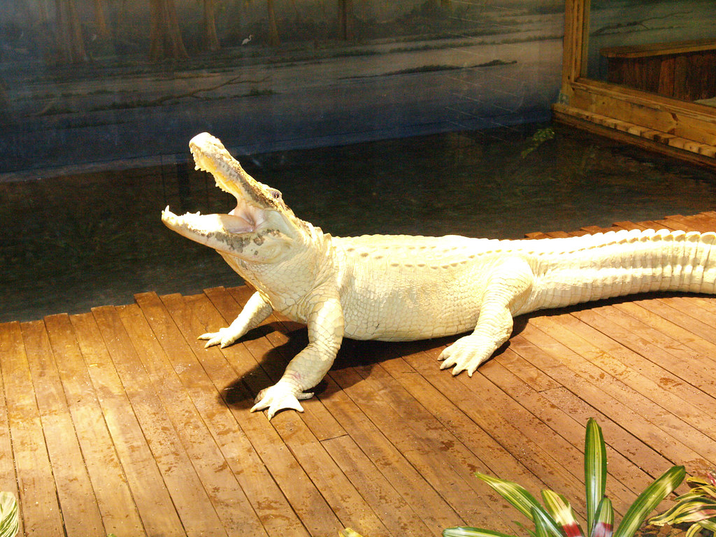 Holiday rentals Gator Park