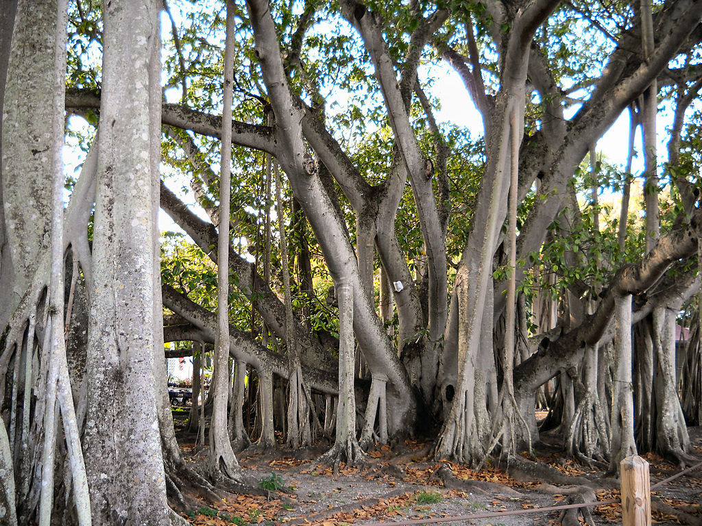 Case Vacanze Edison Ford Winter Estates