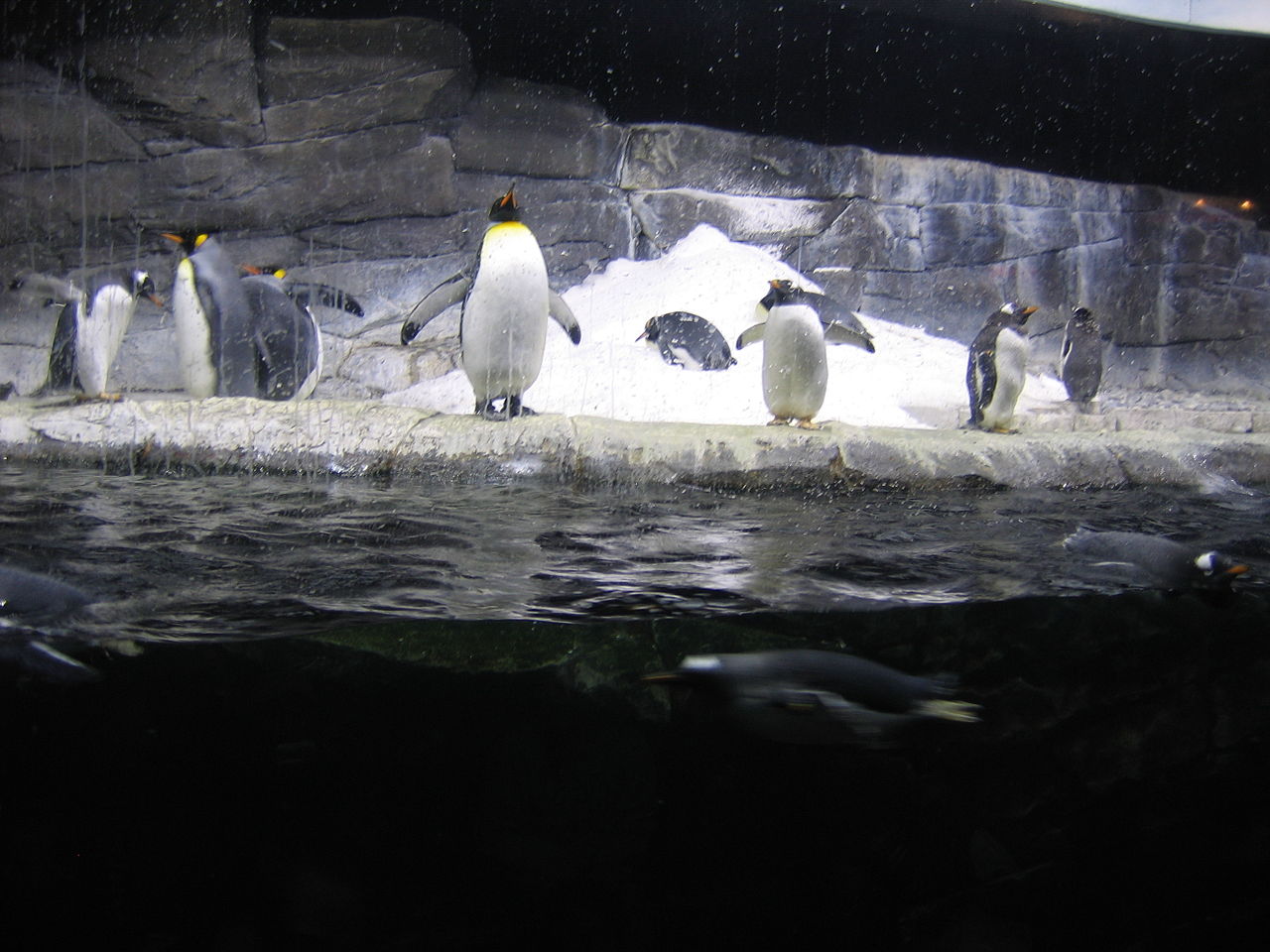 Hotels in Newport Aquarium