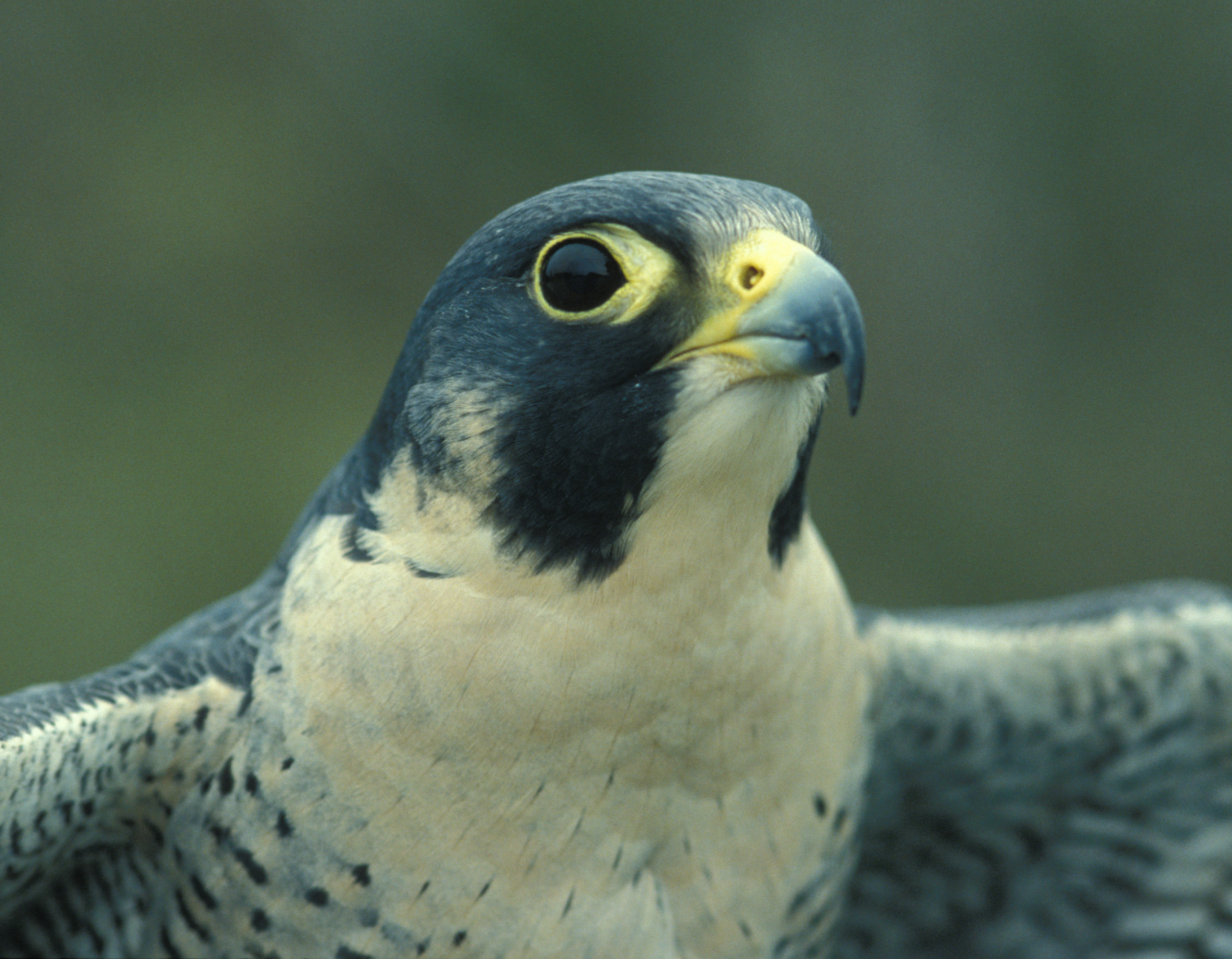 Case Vacanze Falcon