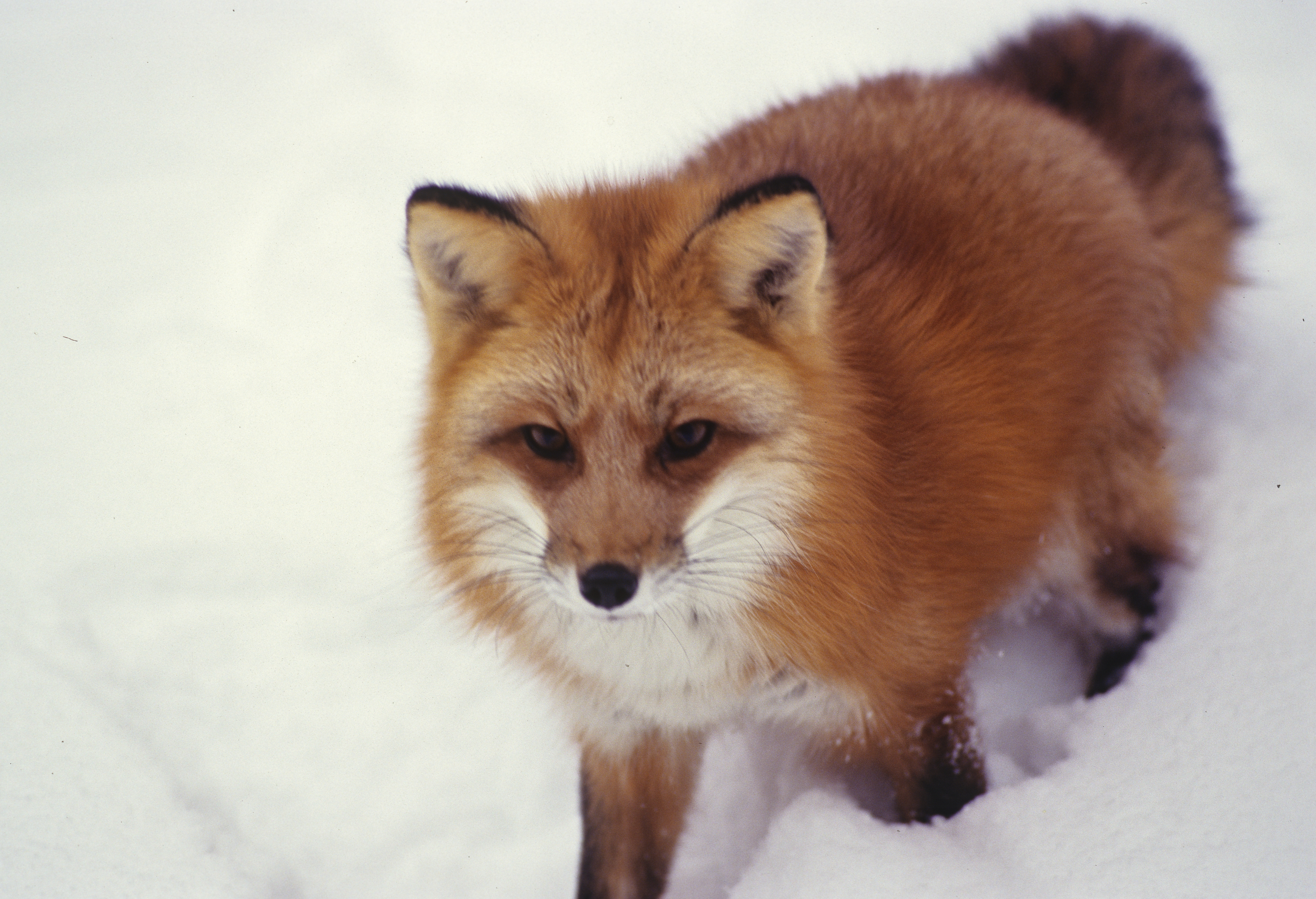 Case Vacanze Red Fox