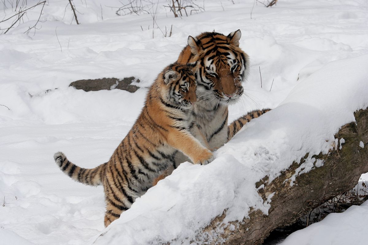 Holiday rentals Buffalo Zoo