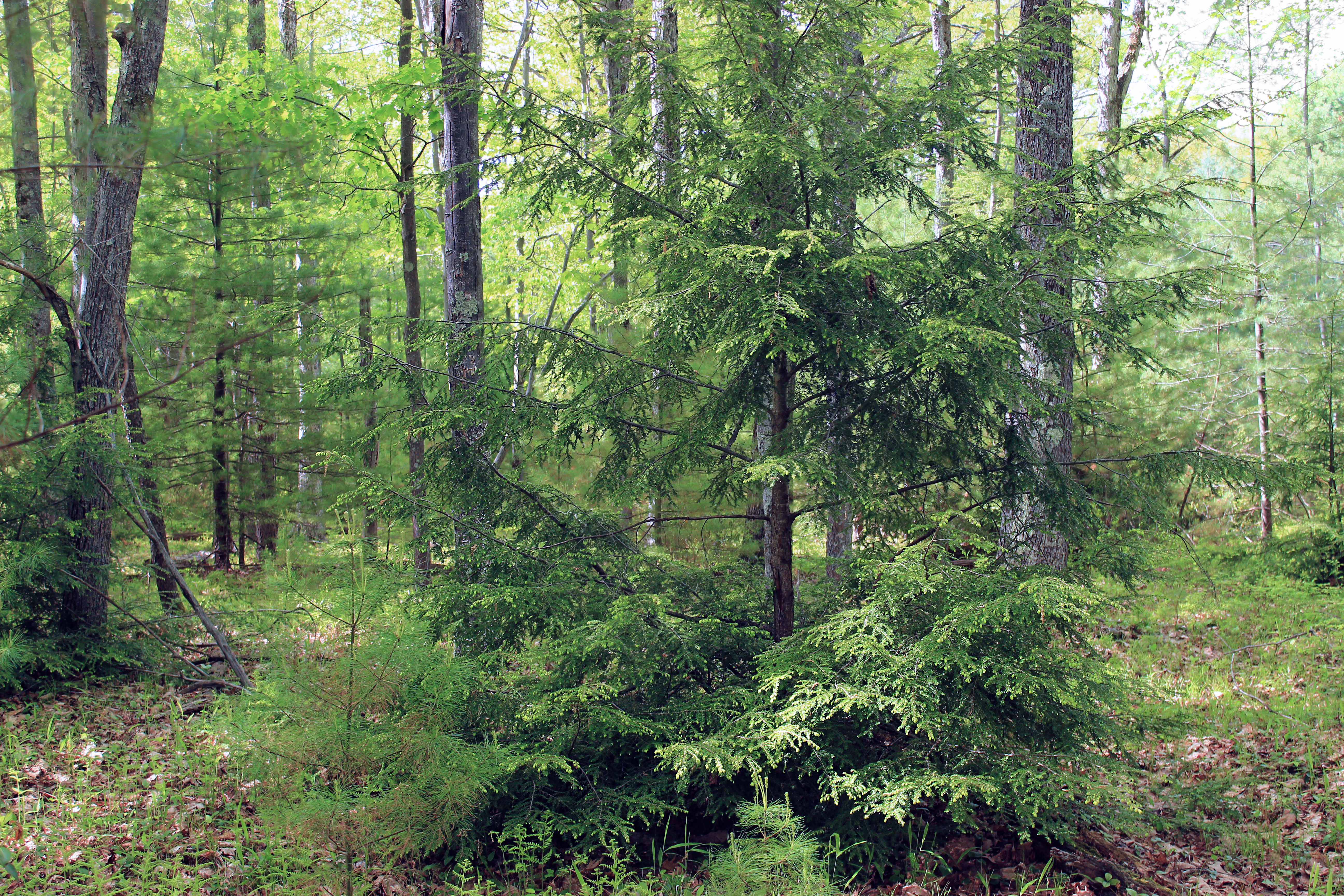 Case Vacanze Canadensis