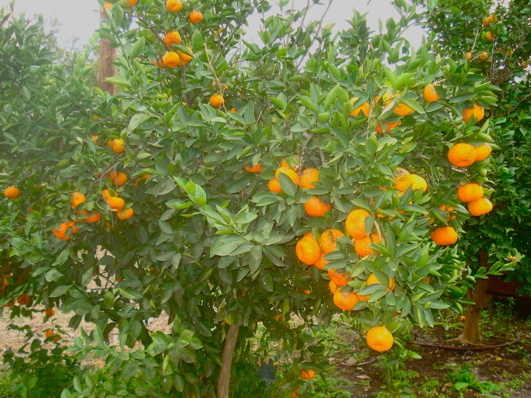 Holiday rentals Satsuma