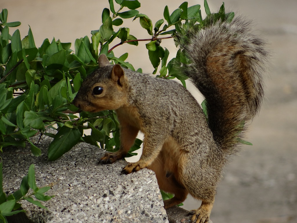 Hotels in Texas State Capitol